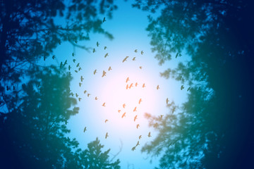 Photo flight of a flock of birds