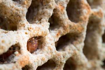 termites damage home, macro close up termites in anthill
