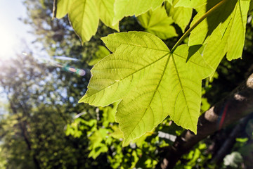 Bright fresh nature green leaf