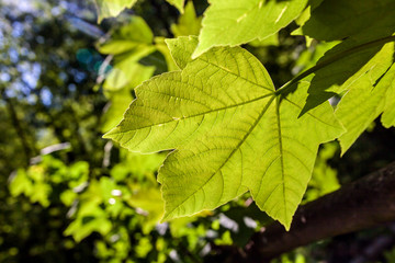 Bright fresh nature green leaf