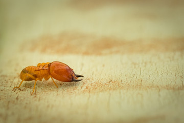 termites damage home, macro close up termites on wooden background