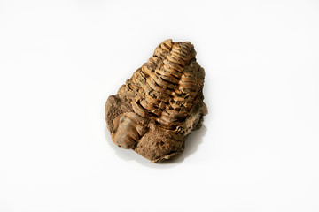 Phacopida, Fossil Specimen.