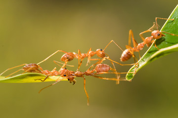 Ant action standing.Ant bridge unity team,Concept team work together