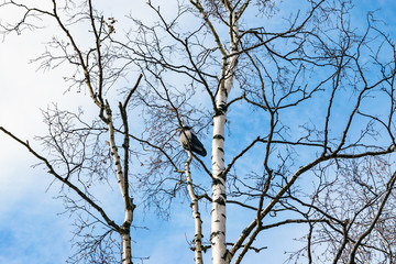 Bird grey crow sits on bare branches of birch trees in spring on bright blue sky background, spring landscape
