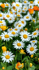 daisies in a meadow blossomed among the yellow flowers