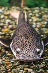 Red-tailed catfish in a transparent aquarium aquarium. Vertical photo