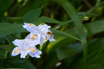 シャガの花と昆虫