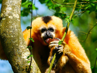 Gibbon