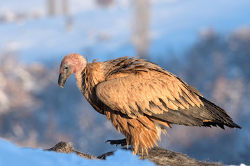 Griffon Vulture in Winter Landscape