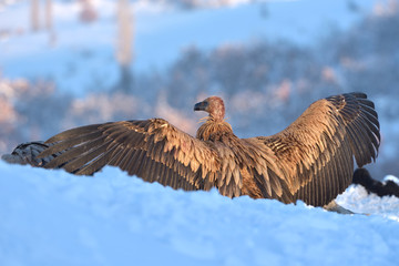 Griffon Vulture in Winter Landscape