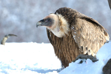 Griffon Vulture in Winter Landscape