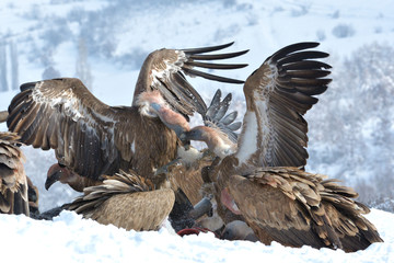 Griffon Vultures Eating in Winter