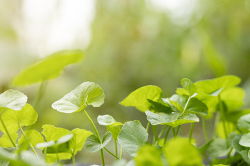 Fototapeta na wymiar Green Gotu kola, Asiatic pennywort, Indian pennywort ,herb plant