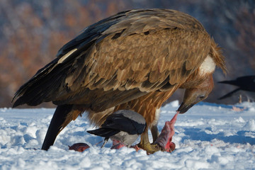 Griffon Vultures Eating in Winter