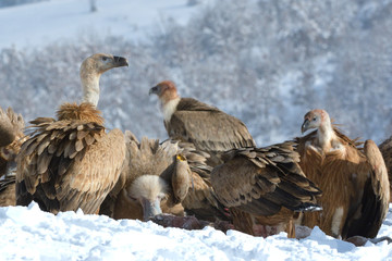 Griffon Vultures in Winter Landscape, into the Mountains