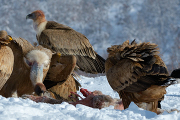 Griffon Vultures in Winter Landscape, into the Mountains