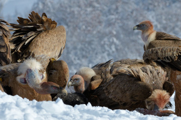 Griffon Vultures Eating in Winter