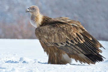 Griffon Vulture in Winter Landscape