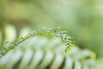 Green leave on blur background