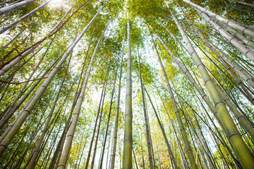 Bamboo grove, bamboo forest at Damyang County, South Korea.
