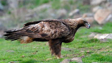 Golden Eagle Sitting on the Ground