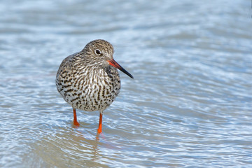 Common Redshank in shallow water