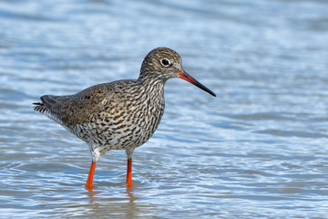 Common Redshank in shallow water