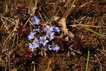 Tiny blue gentians growing in Nepal. Spring scene.