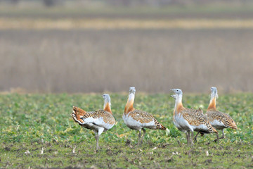 Great Bustard (Otis tarda) on the field in springtime