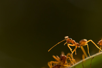 Ant action standing.Ant bridge unity team,Concept team work together