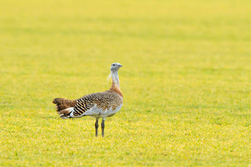 Great Bustard (Otis tarda) on the field in springtime