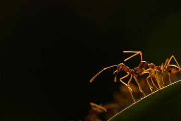 Ant action standing.Ant bridge unity team,Concept team work together