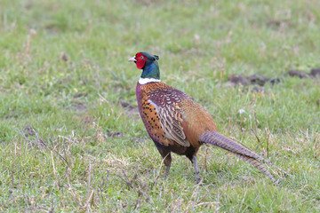 male pheasant on a field