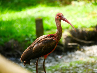 Ibis