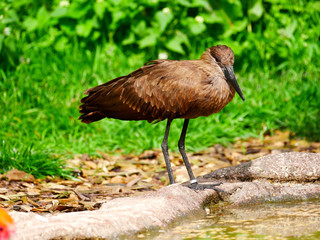Oiseau