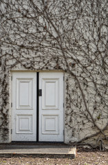 White door in vine covered wall
