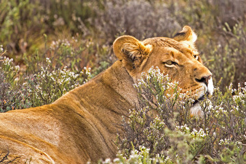Lioness resting among shrubs