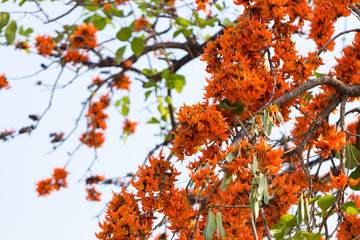 Bastard teak flower (Flame of the forest)