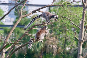 ワオキツネザル