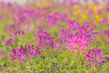 Obraz premium Spider flower in the garden