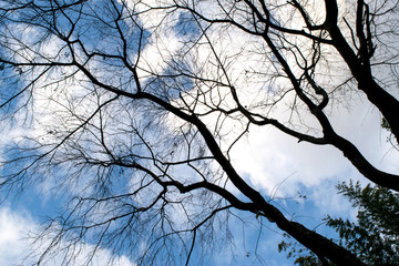 青空と落葉樹