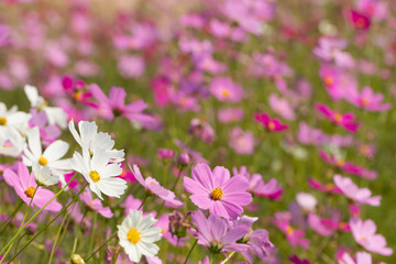 Fototapeta premium Kwiat kosmosu, piękne kwiaty kosmosu z kolorowymi filtrami i południowym słońcem