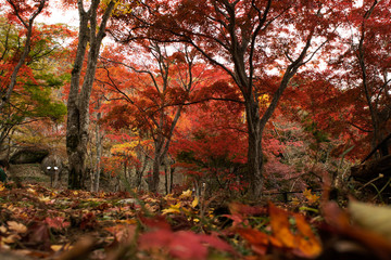 赤く染まった木の葉をローアングルで
