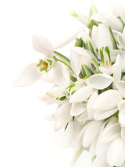 Obraz na płótnie Canvas Snowdrop flowers