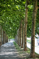 Tree lined avenue, Lucca