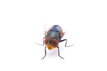 green fly isolated on white