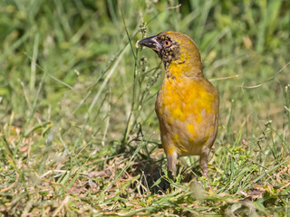 Perky masked weaver bird