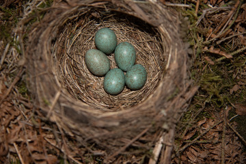 five turquoise blackbird eggs in a birds nest