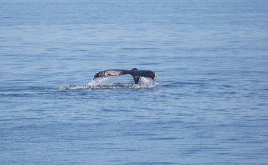 Humpback Whale Tail in Salish Sea