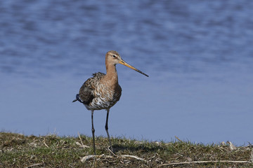 Black-tailed godwit (Limosa limosa)